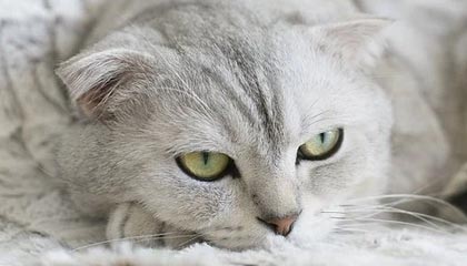 开云体育下载-王晓瑞：伊万成为最大输家